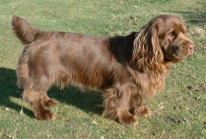 SPANIEL SUSSEX